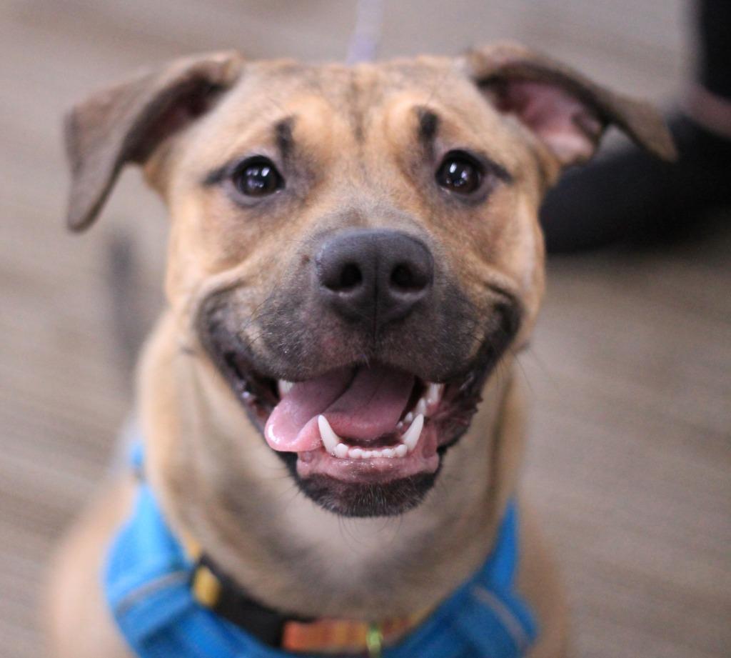 Enlarge Betsy, a Adopted mixed breed in Utica, MI image 3/4