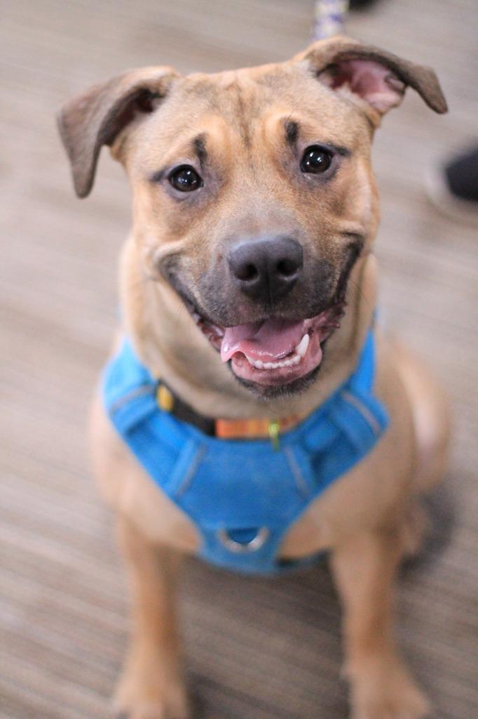 Enlarge Betsy, a Adopted mixed breed in Utica, MI image 4/4