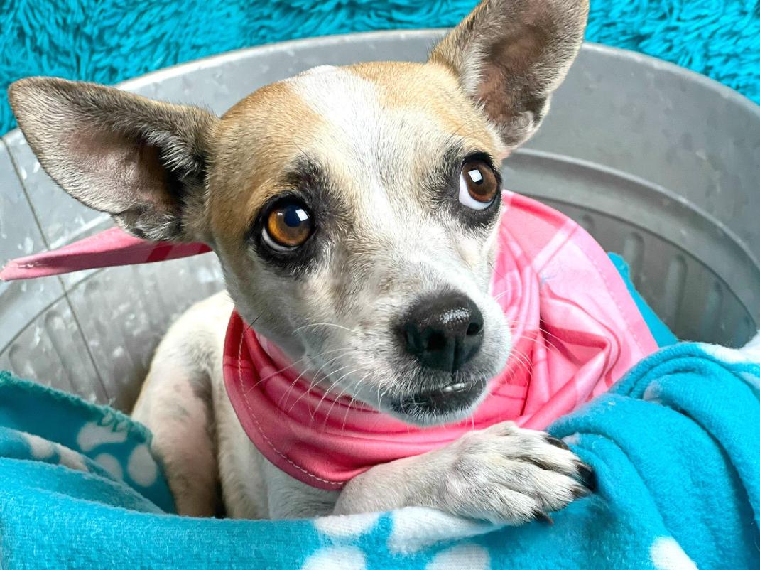 Bess -an angel with fur and the most beautiful soul!