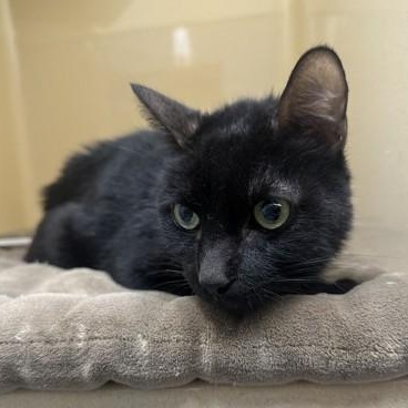 Enlarge Hercules, a ADOPTABLE Domestic Short Hair in Converse, TX image 1/1