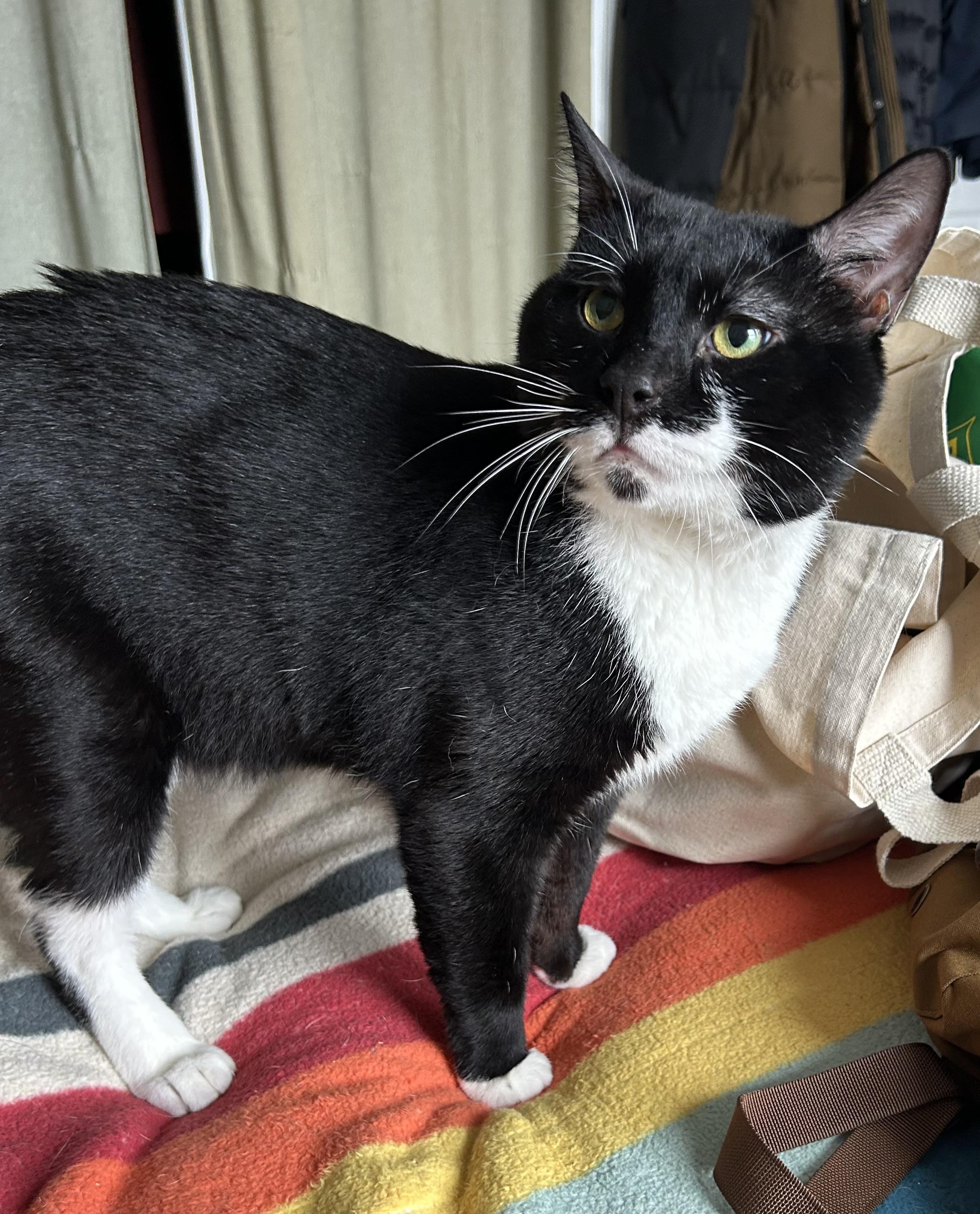 Oreo the Goat, Adoptable, Adult Male Domestic Short Hair.