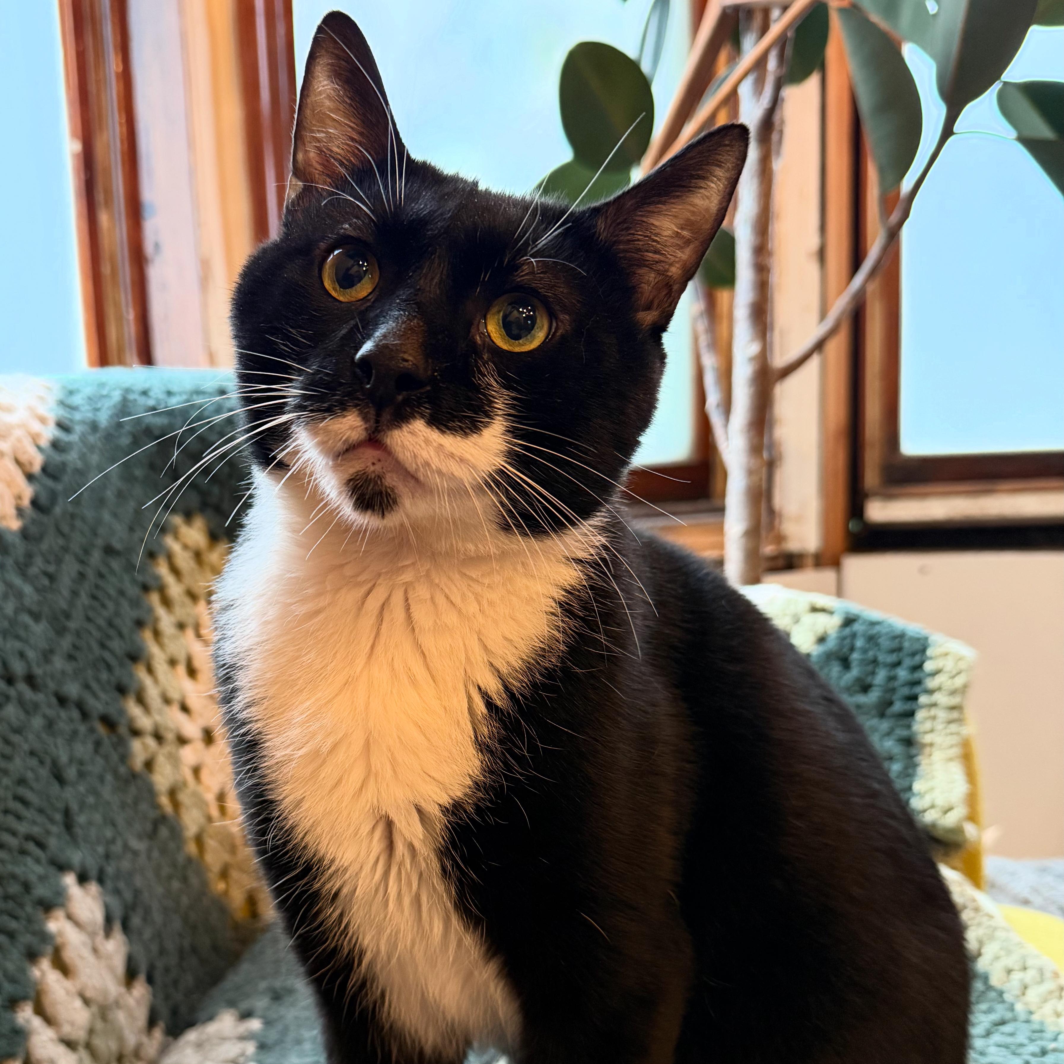 Enlarge Oreo the Goat, a Adoptable Domestic Short Hair in Brooklyn, NY image 2/2