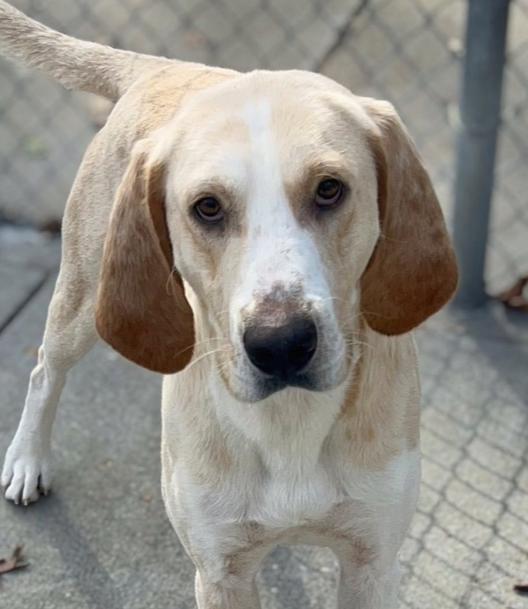 Enlarge Benny, a Adoptable Retriever in Louisa, VA image 1/6