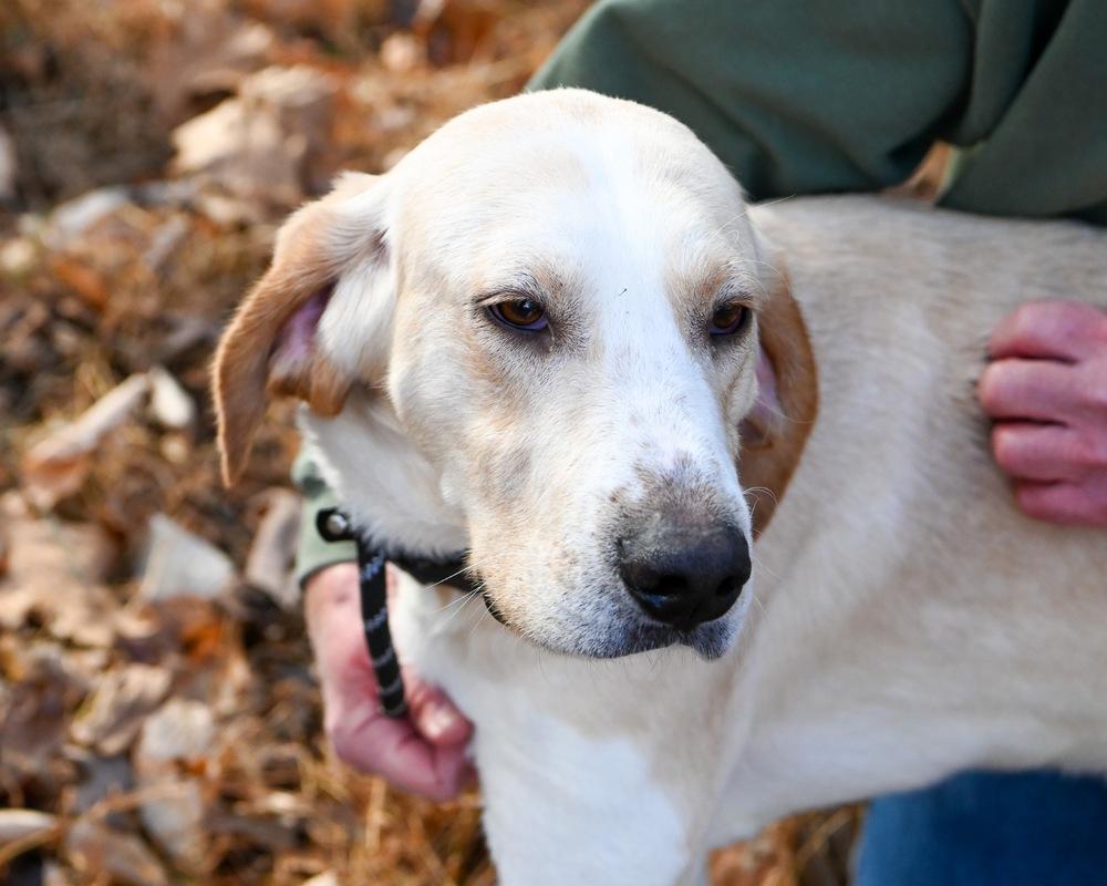 Enlarge Benny, a Adoptable Retriever in Louisa, VA image 2/6