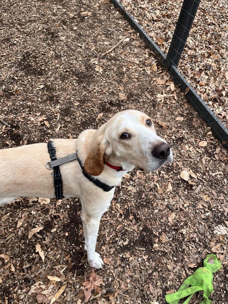 Enlarge Benny, a Adoptable Retriever in Louisa, VA image 3/6