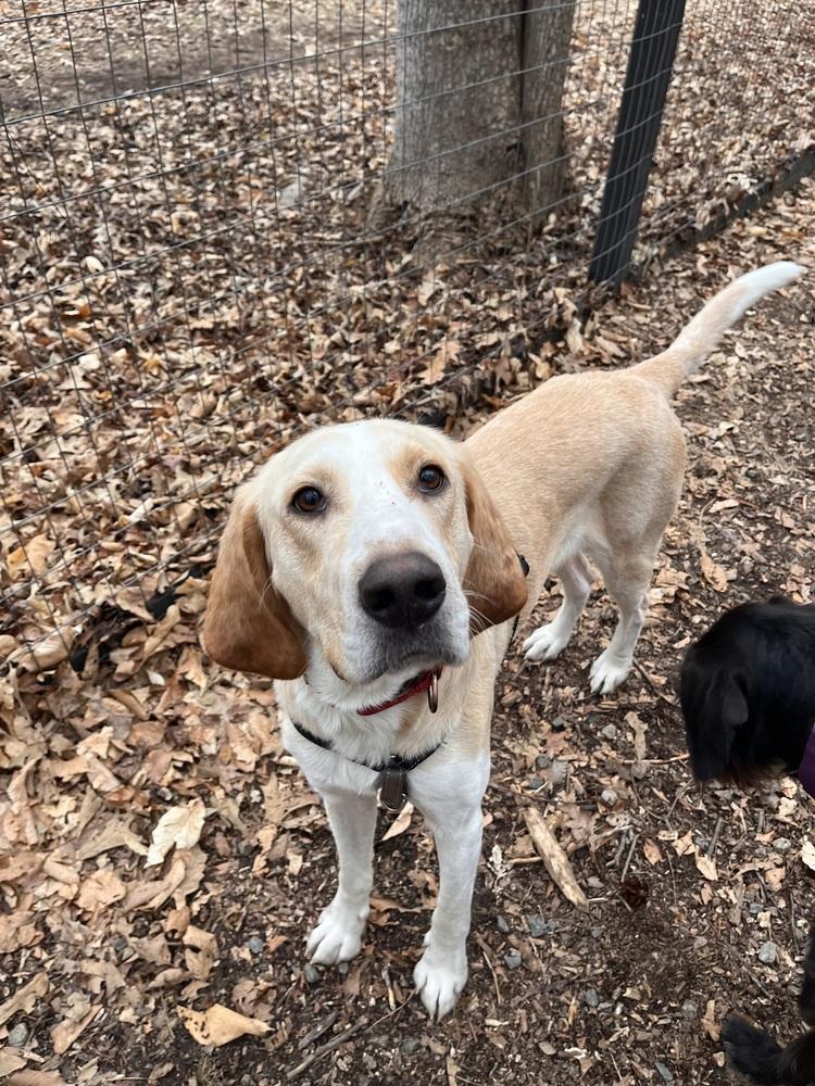 Enlarge Benny, a Adoptable Retriever in Louisa, VA image 5/6