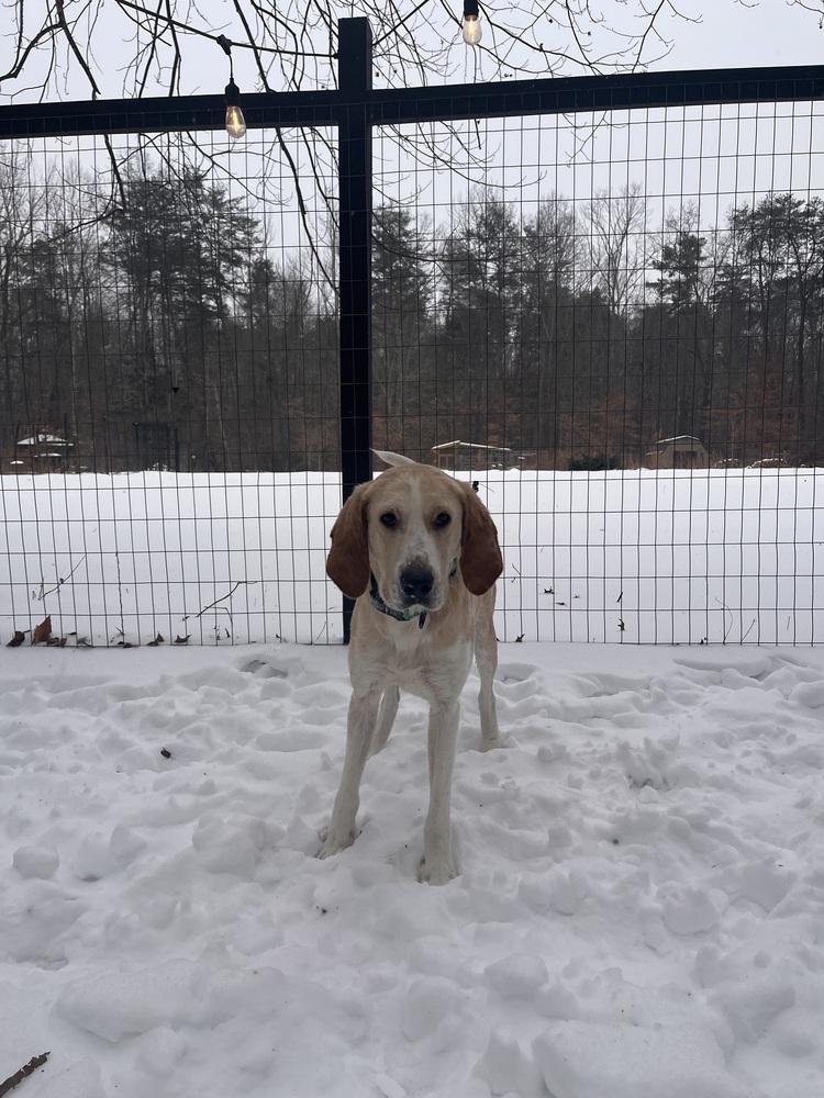 Enlarge Benny, a Adoptable Retriever in Louisa, VA image 6/6