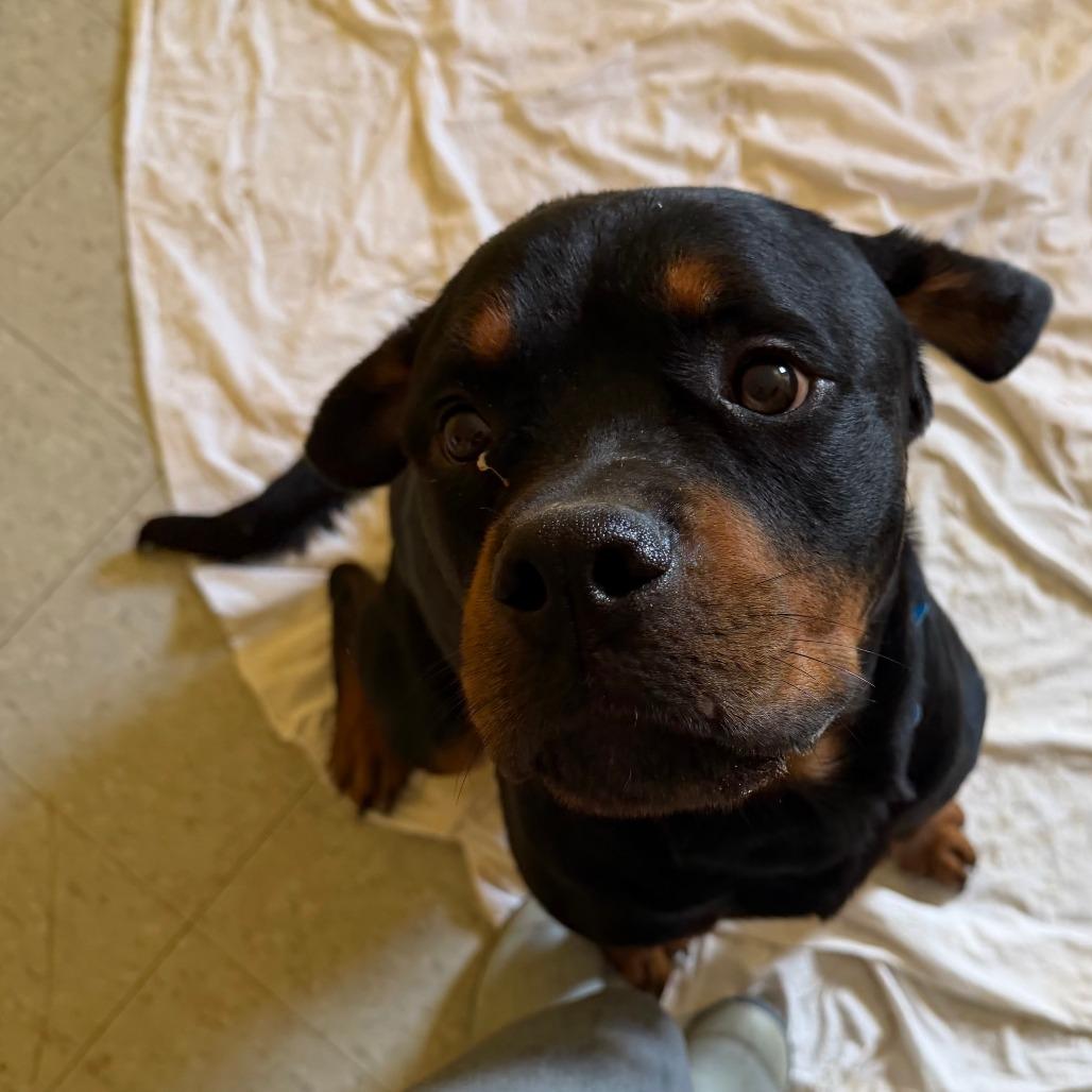 Big Man, Adoptable, Adult Male Rottweiler.