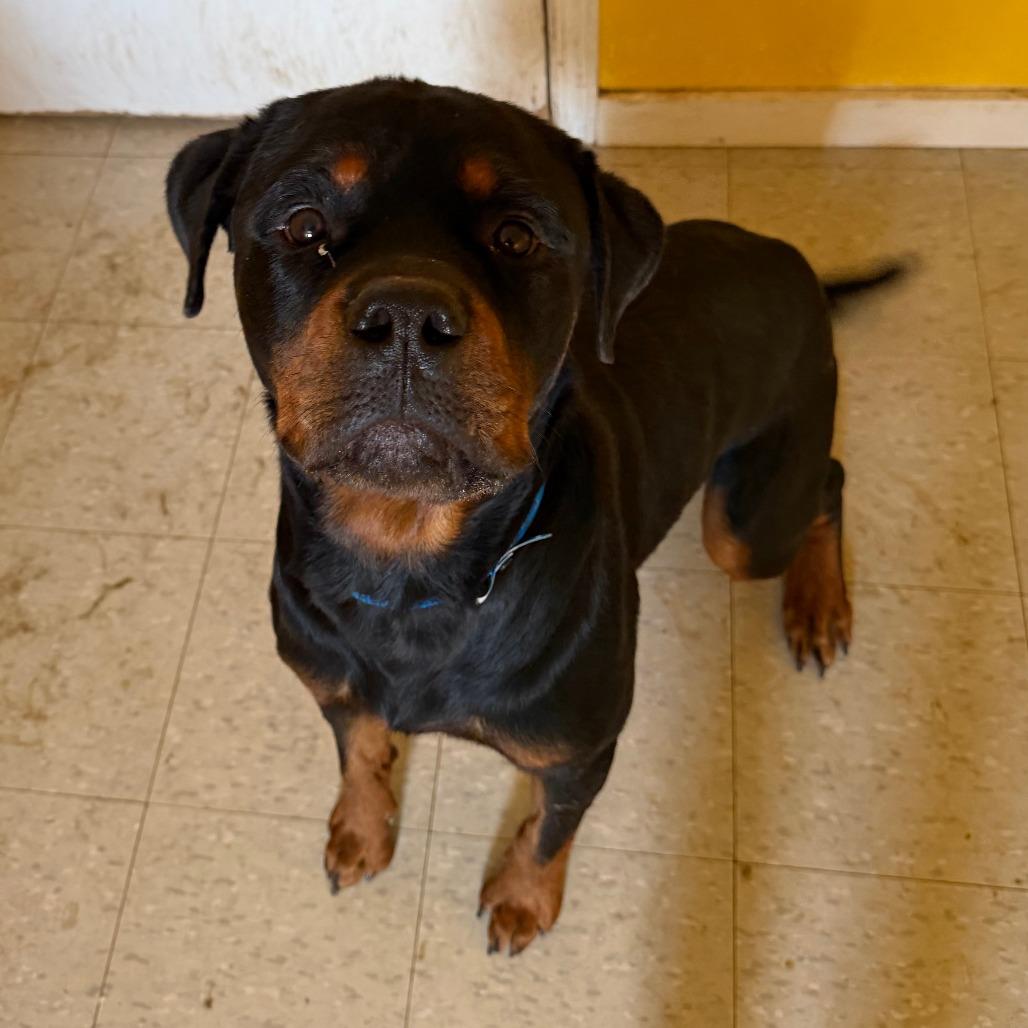 Enlarge Big Man, a Adoptable Rottweiler in Clarksdale, MS image 2/2