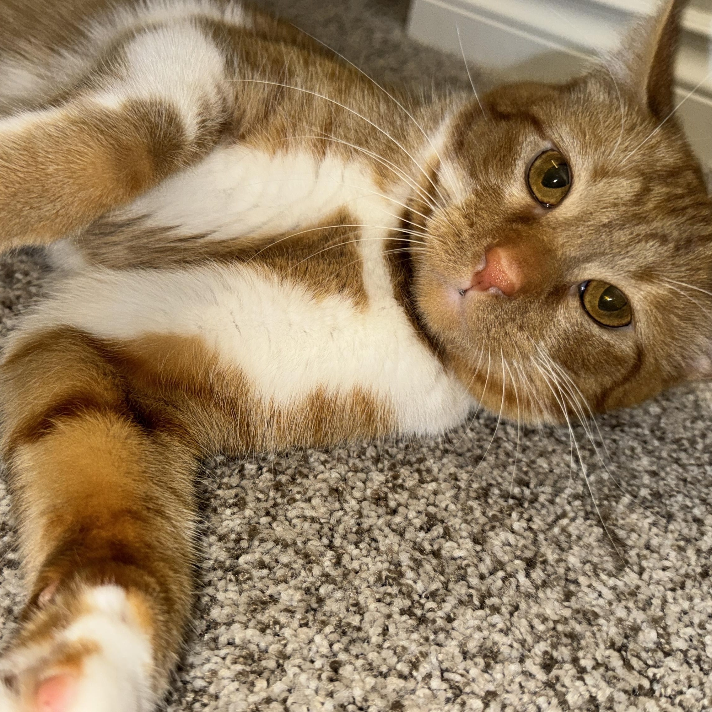 Freida, a ADOPTABLE Domestic Short Hair in Renton , WA image 1/6