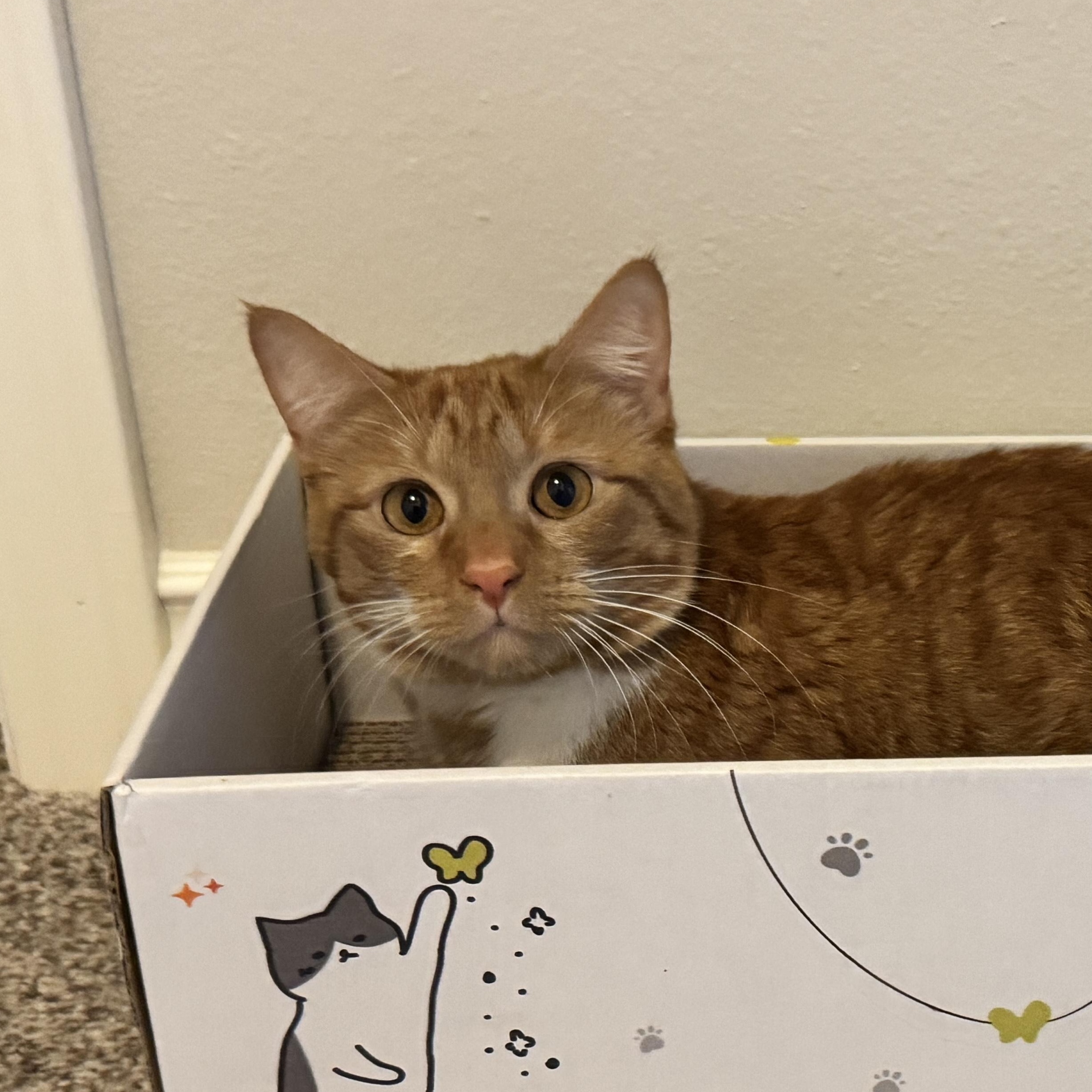 Freida, a ADOPTABLE Domestic Short Hair in Renton , WA image 2/6