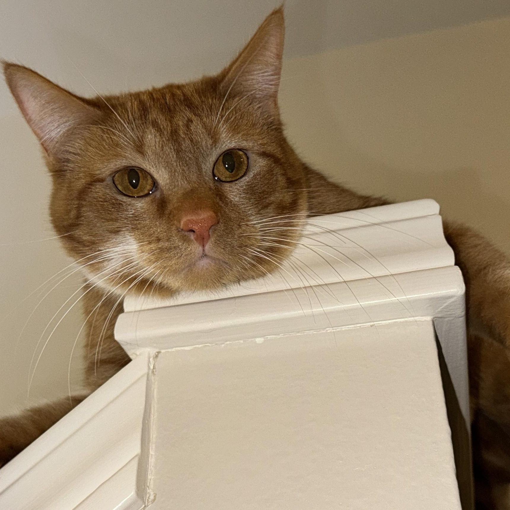 Freida, a ADOPTABLE Domestic Short Hair in Renton , WA image 5/6