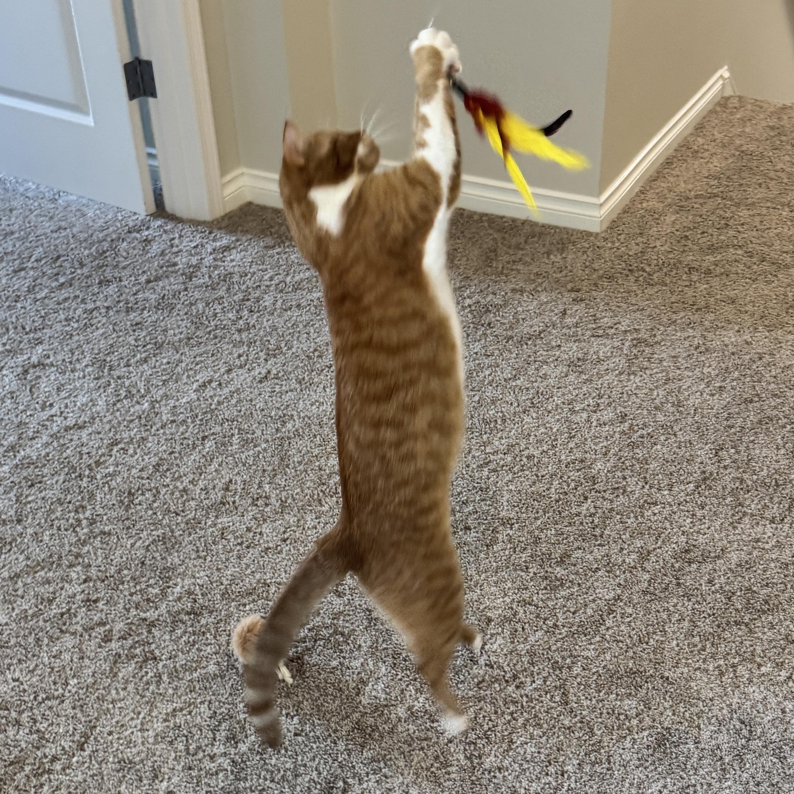 Freida, a ADOPTABLE Domestic Short Hair in Renton , WA image 6/6