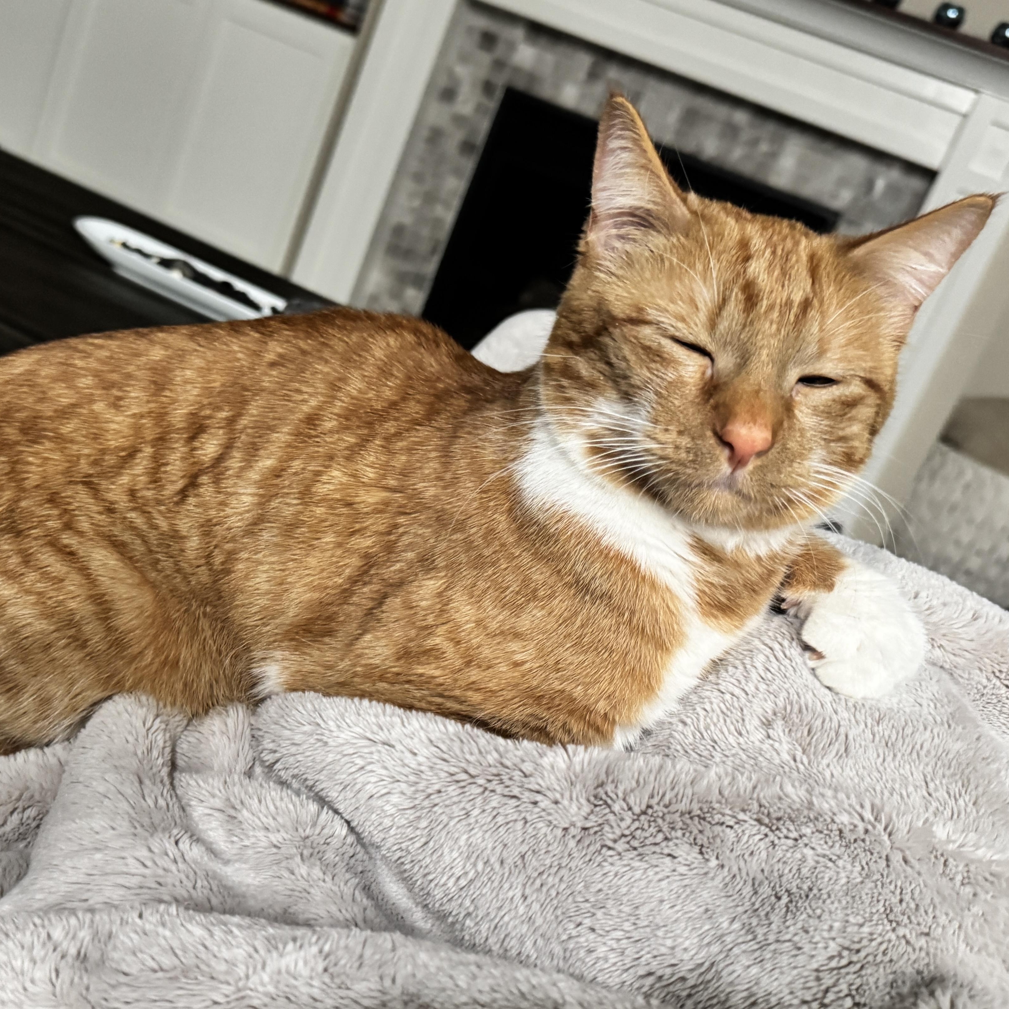 Freida, adopted, Young Female Domestic Short Hair.