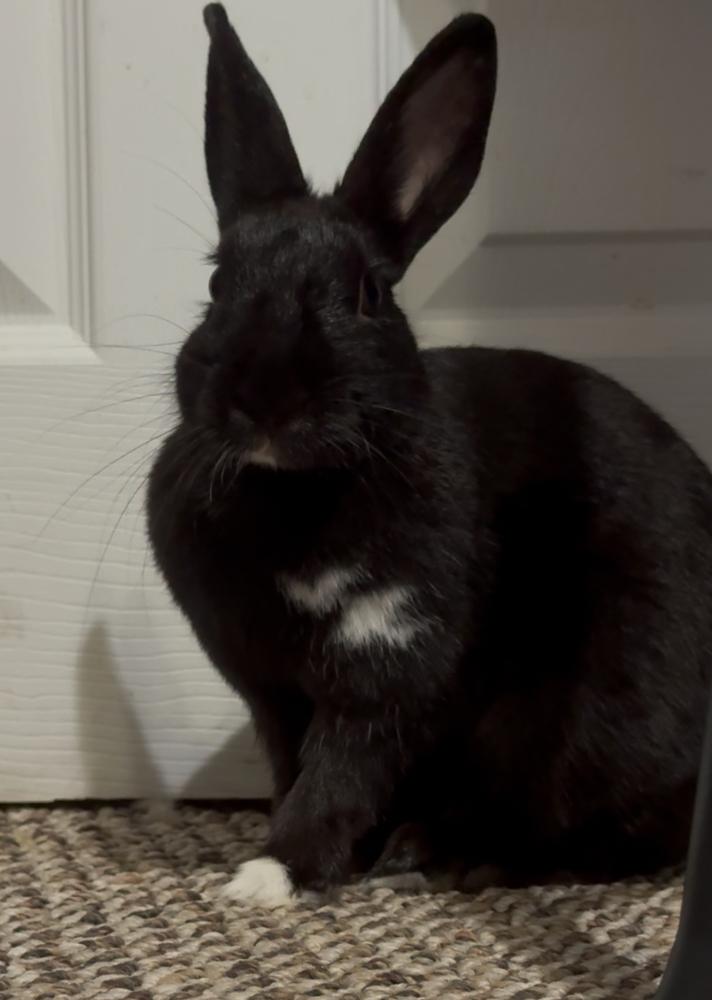 Diamond, a Adopted Bunny Rabbit in Longwood, FL image 1/6