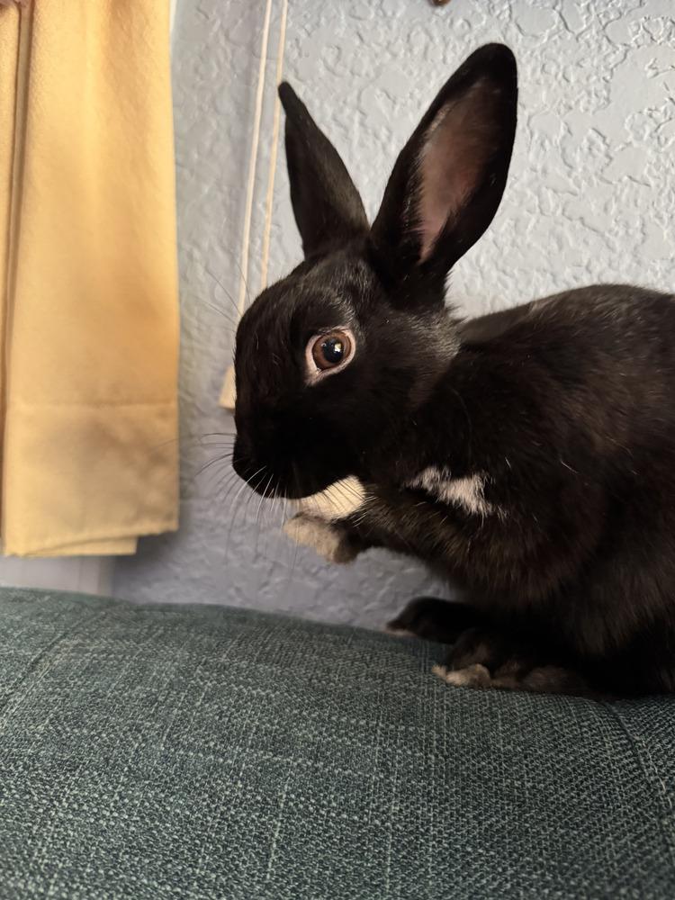 Diamond, a Adopted Bunny Rabbit in Longwood, FL image 2/6