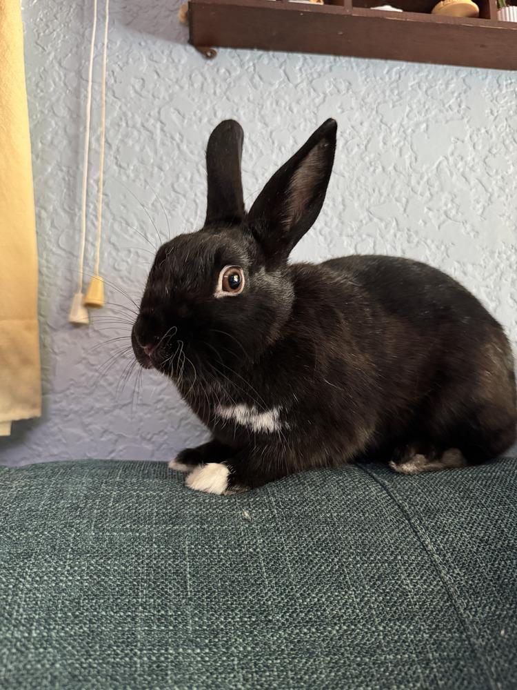 Diamond, a Adopted Bunny Rabbit in Longwood, FL image 3/6