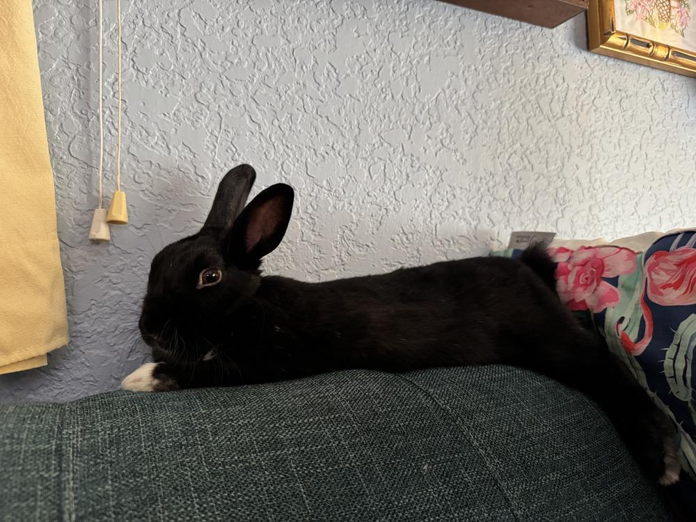 Diamond, a Adopted Bunny Rabbit in Longwood, FL image 4/6