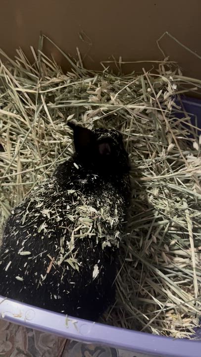 Enlarge Diamond, a Adopted Bunny Rabbit in Longwood, FL video 6/6