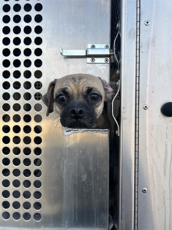Enlarge Shiny, a Adoptable mixed breed in Austin, TX image 1/2
