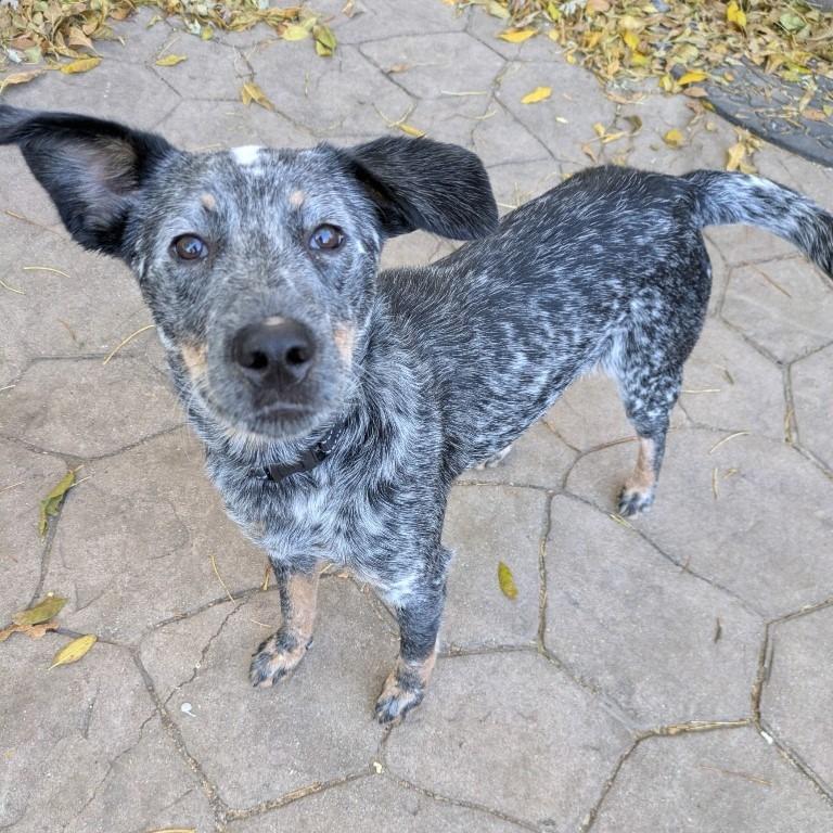 Remi, Adoptable, Young Female Australian Cattle Dog / Blue Heeler.