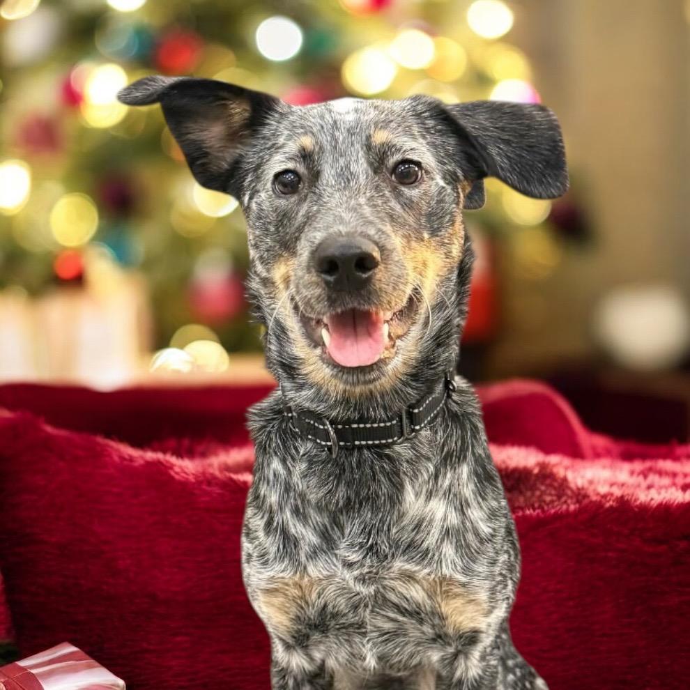 Remi, Adoptable, Young Female Australian Cattle Dog / Blue Heeler.