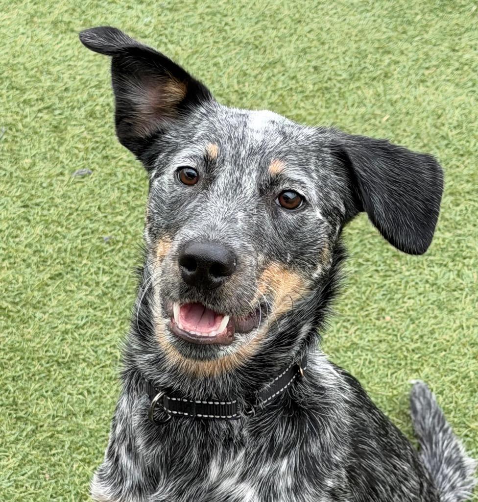 Enlarge Remi, a Adoptable mixed breed in Columbia, IL image 1/6