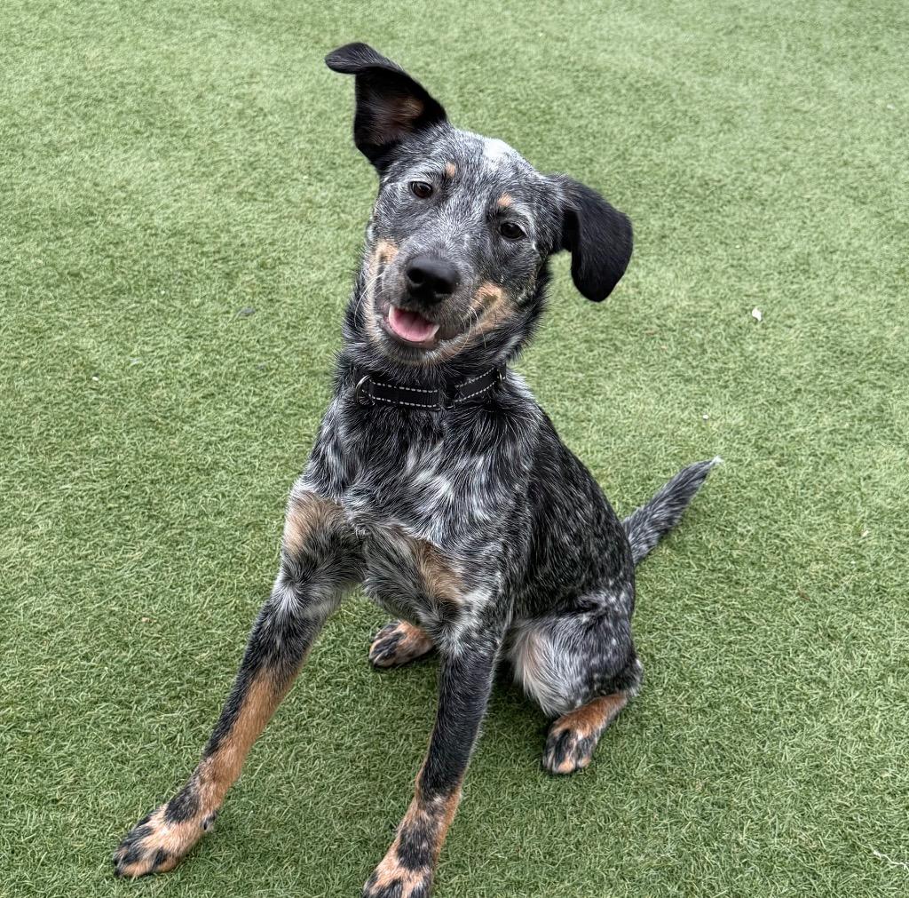 Enlarge Remi, a Adoptable mixed breed in Columbia, IL image 2/6