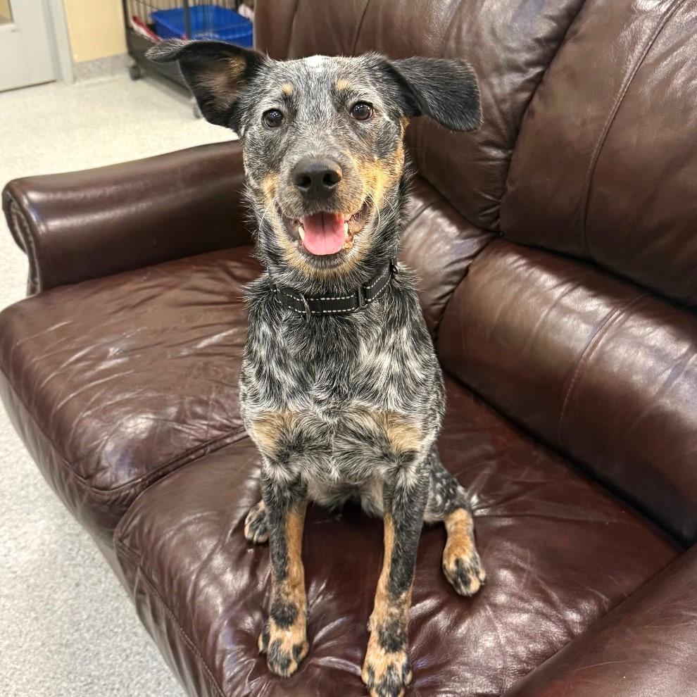 Enlarge Remi, a Adoptable mixed breed in Columbia, IL image 2/6