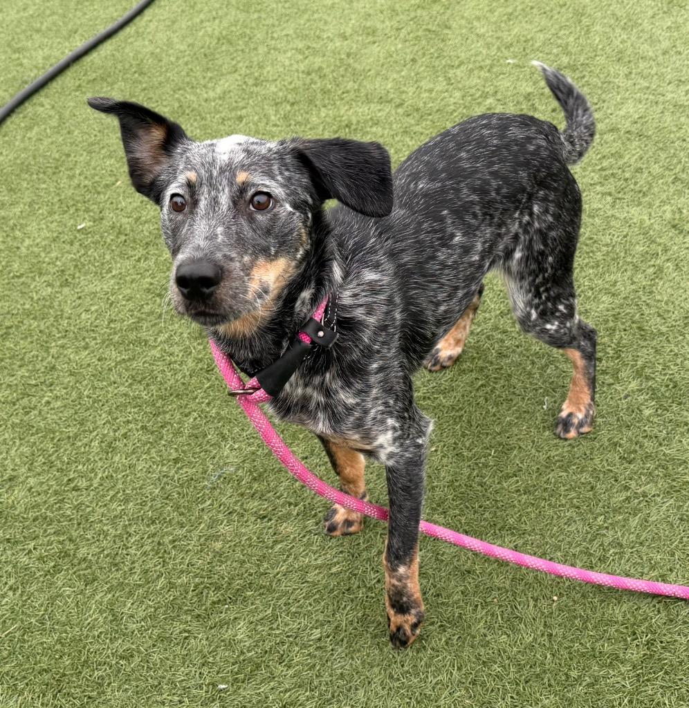 Enlarge Remi, a Adoptable mixed breed in Columbia, IL image 3/6