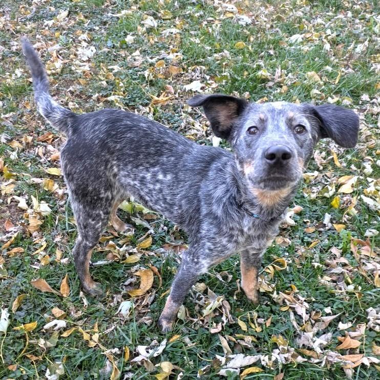 Enlarge Remi, a Adoptable mixed breed in Columbia, IL image 3/6