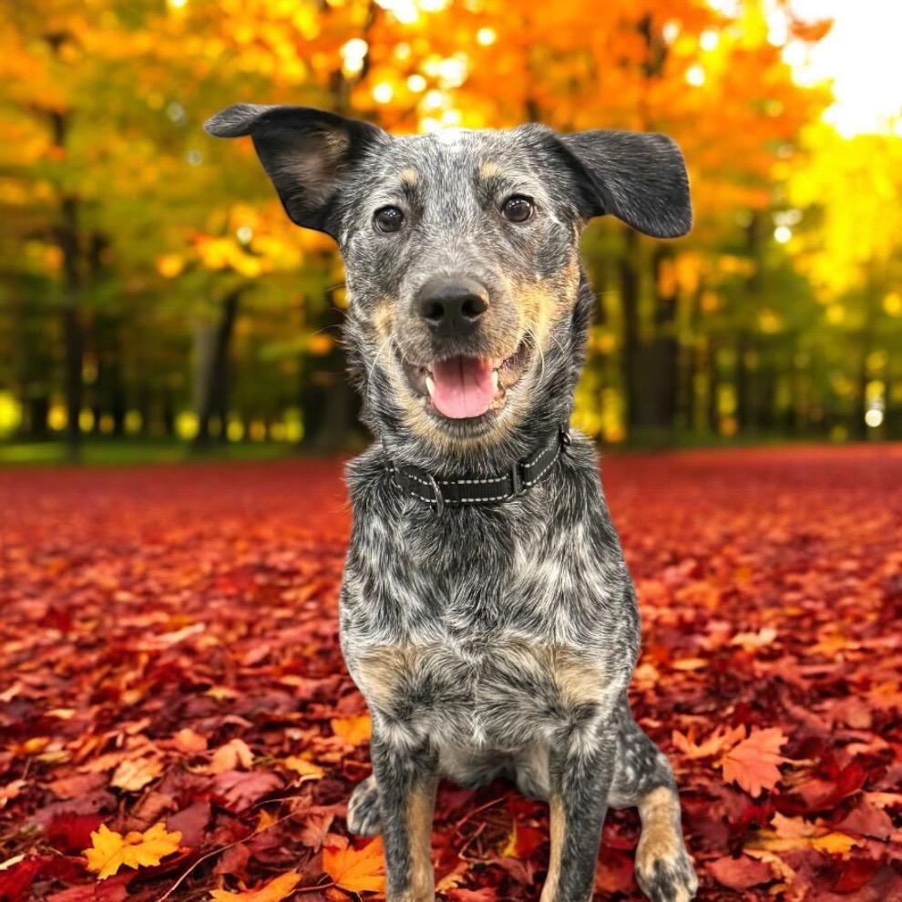 Enlarge Remi, a Adoptable mixed breed in Columbia, IL image 5/6