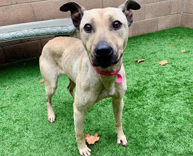 LISA, Adoptable, Senior Female Shar-Pei & Mixed Breed.