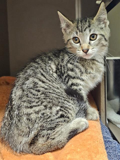 LESTER, Adoptable, Kitten Male Domestic Short Hair.