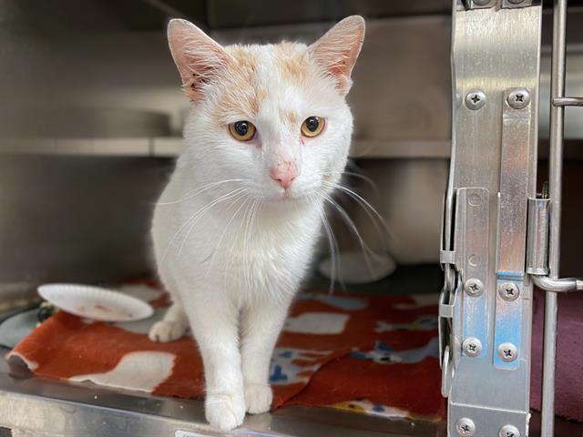 Enlarge LENNON, a Adoptable Domestic Short Hair in Fort Wayne, IN image 1/1