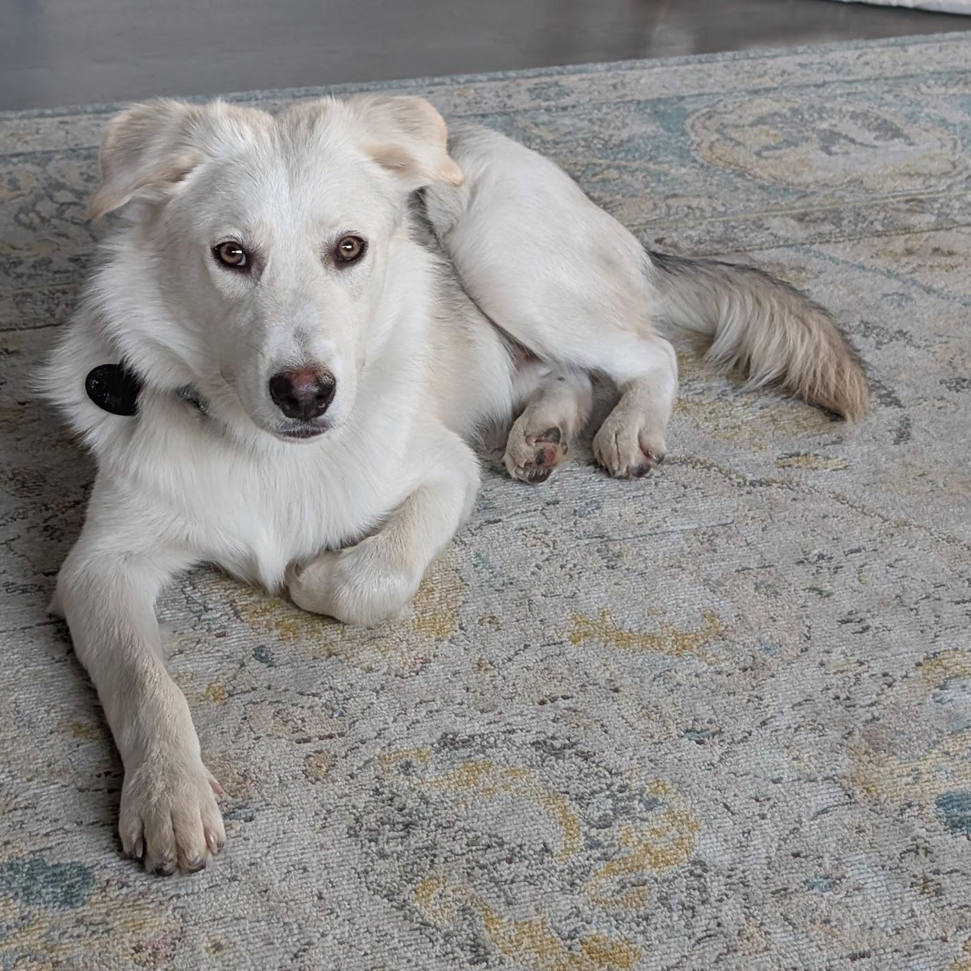 Jax, an adoptable Labrador Retriever, Mixed Breed in Bend, OR, 97701 | Photo Image 1