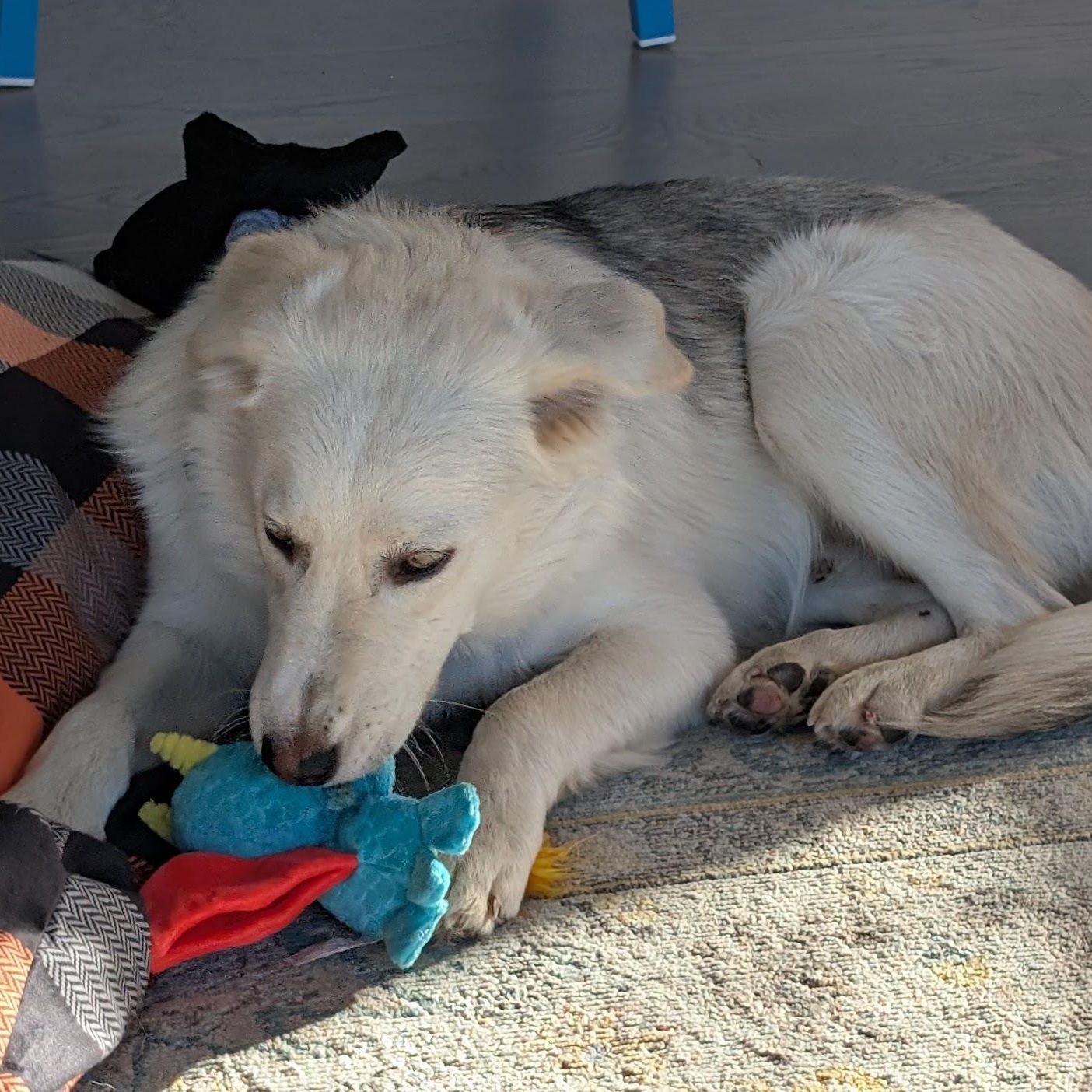 Jax, an adoptable Labrador Retriever, Mixed Breed in Bend, OR, 97701 | Photo Image 6