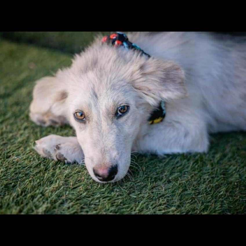 Jax