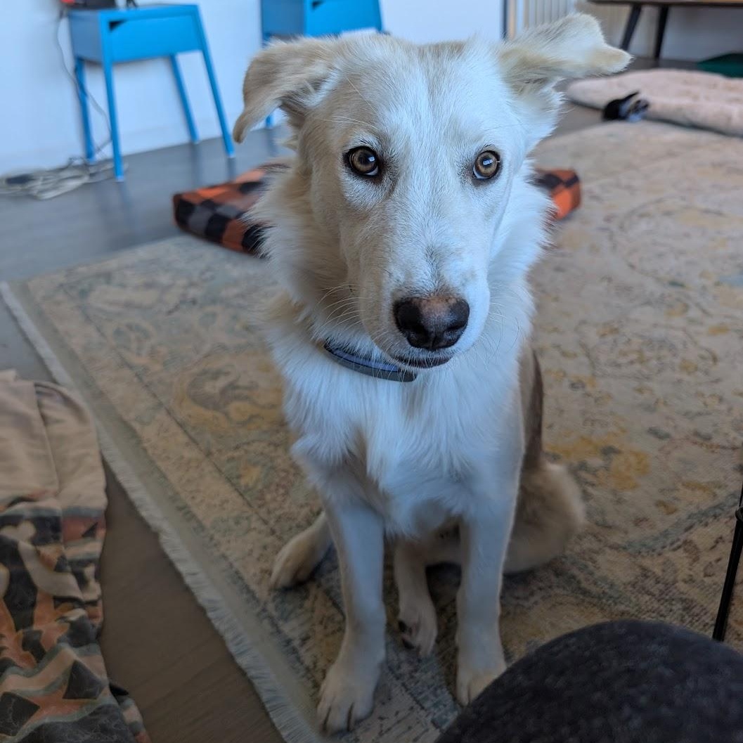 Jax, an adoptable Labrador Retriever, Mixed Breed in Bend, OR, 97701 | Photo Image 2