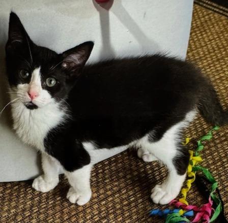 Enlarge Vortex, a Adopted Domestic Short Hair in Paducah, KY image 1/1