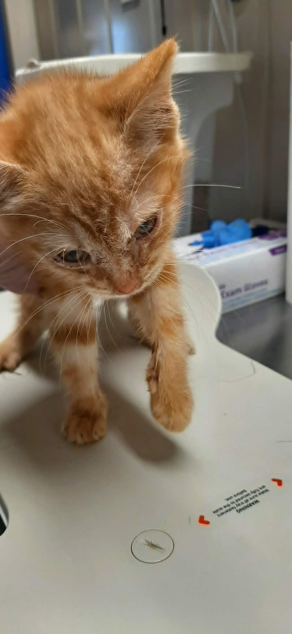 Enlarge Pudge, a Adoptable Domestic Short Hair in Georgetown, OH image 2/2