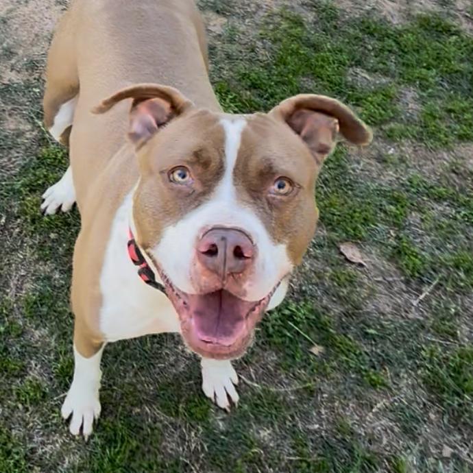 Enlarge Dolly, a Adoptable mixed breed in Palestine, TX image 1/3
