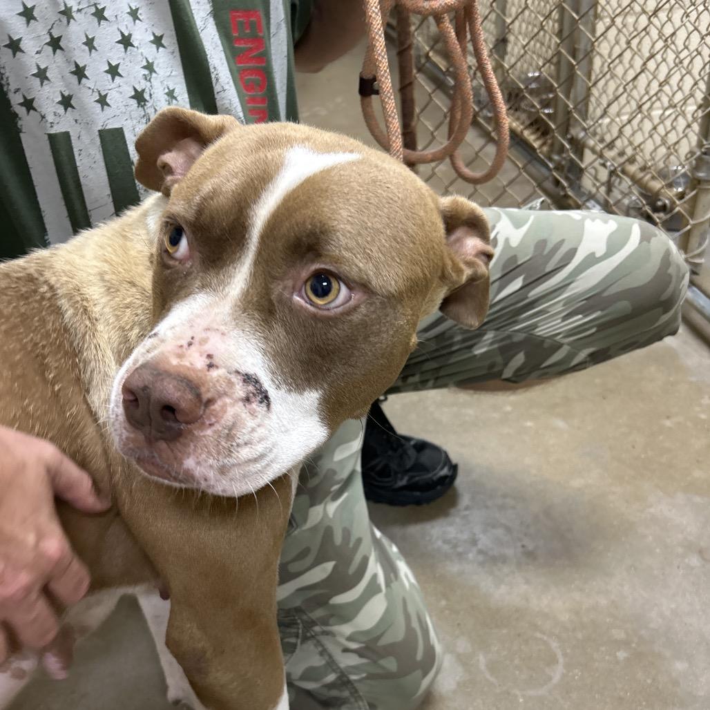 Dolly Pawton, a Adoptable mixed breed in Palestine, TX image 3/3