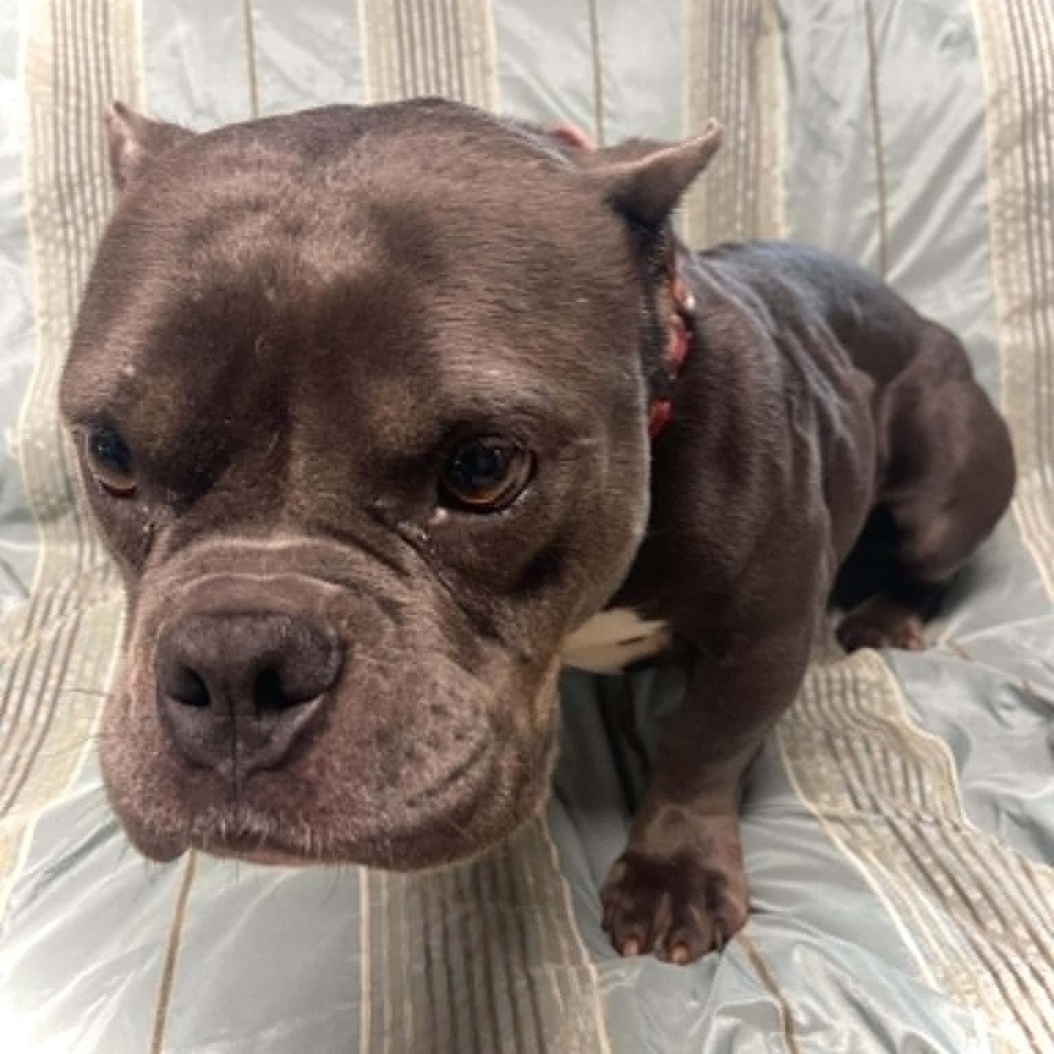 Enlarge Chyna, a ADOPTABLE Bull Terrier in Sunderland, MD image 2/6