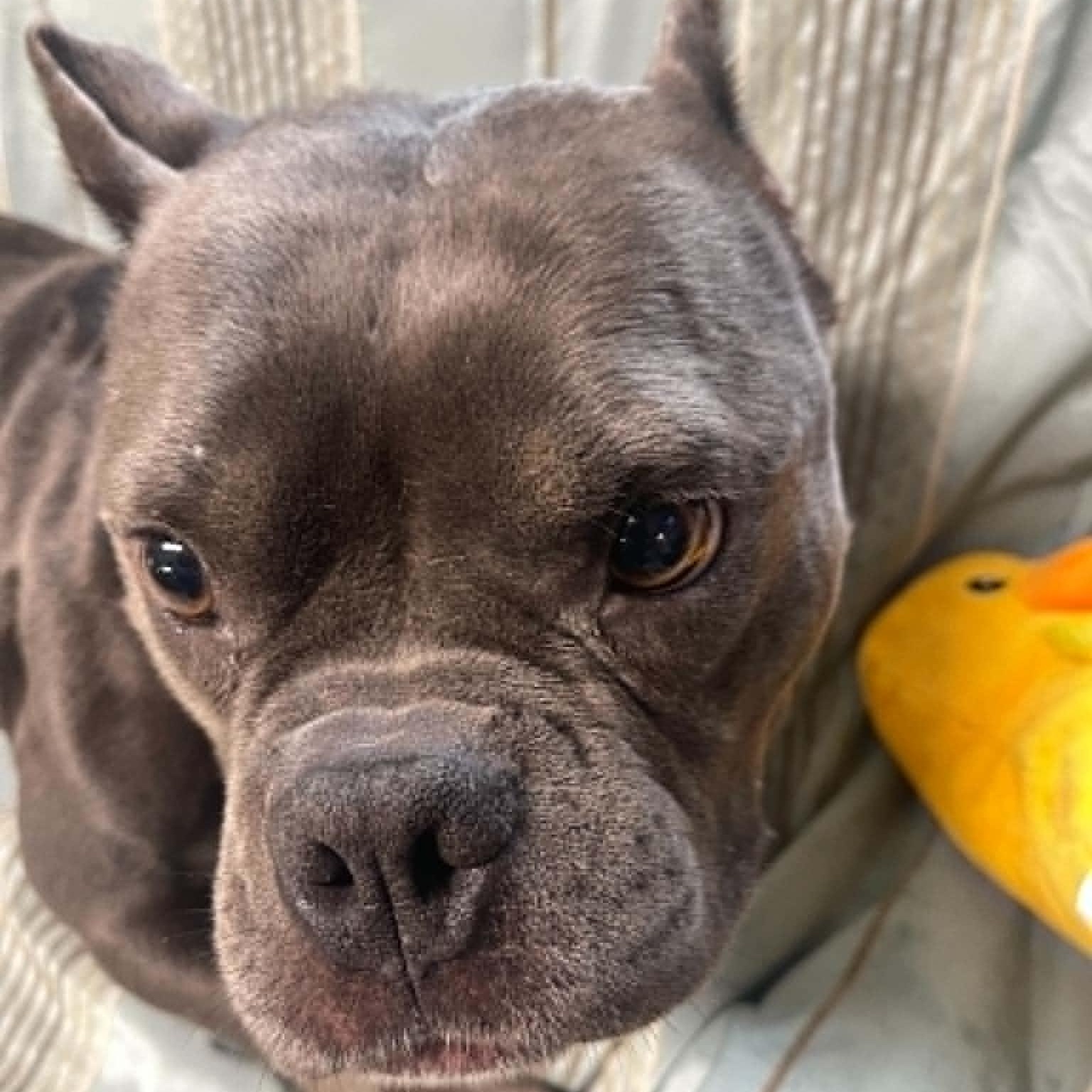 Chyna, ADOPTABLE, Young Female Bull Terrier.