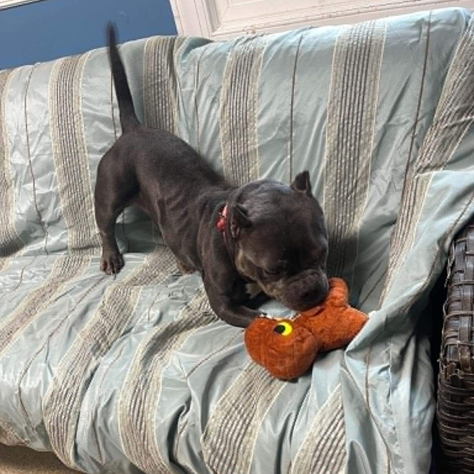 Enlarge Chyna, a ADOPTABLE Bull Terrier in Sunderland, MD image 3/6