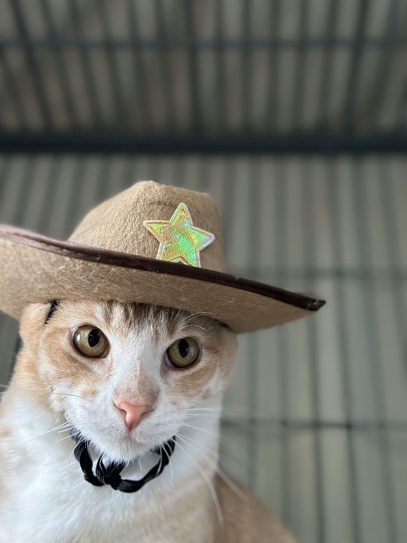 Cheeto photo 4