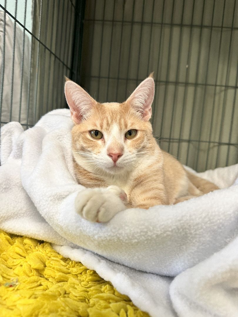 Cheeto, Young Male Domestic Short Hair