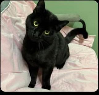 Enlarge Bowzer, a Adoptable mixed breed in Quincy, CA image 1/1