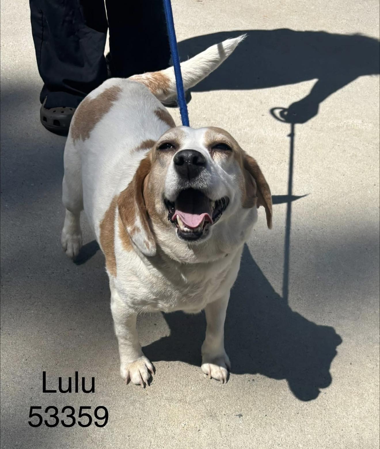 Lulu, Adoptable, Adult Female Beagle.